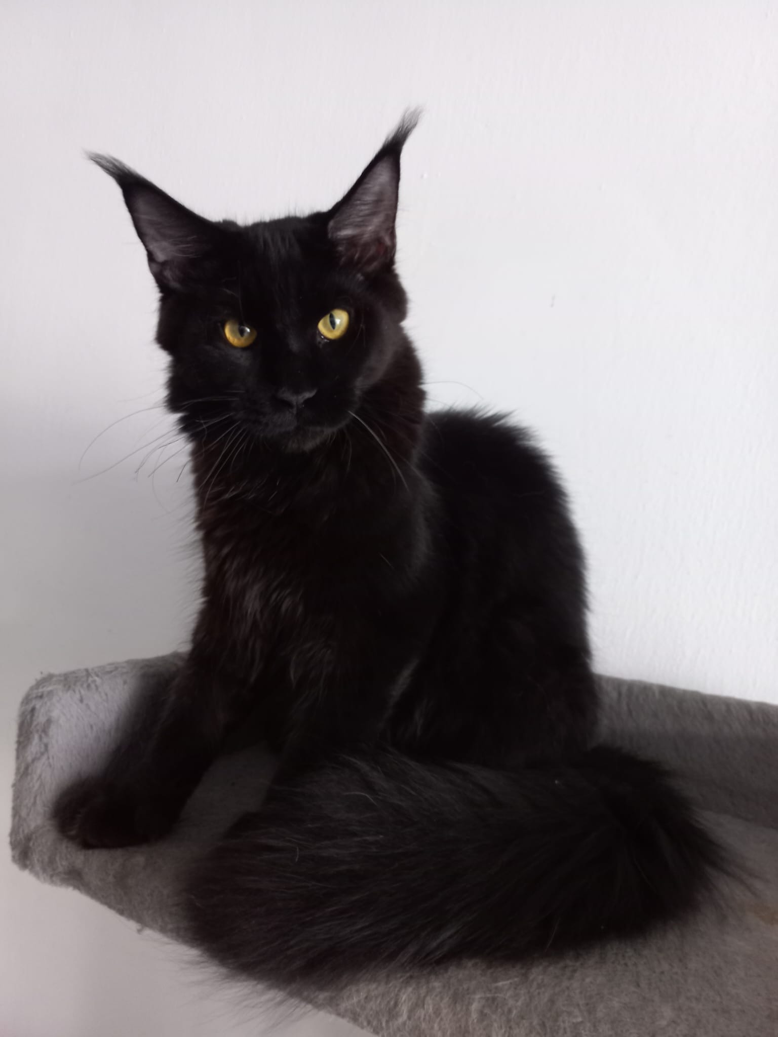 My Lovely Lynx Kaio-Ken